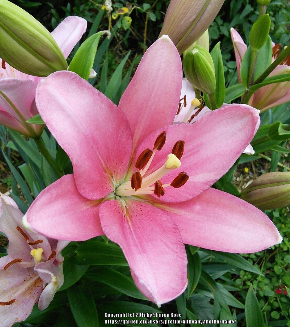 Lilium L.A. 'Brindisi'